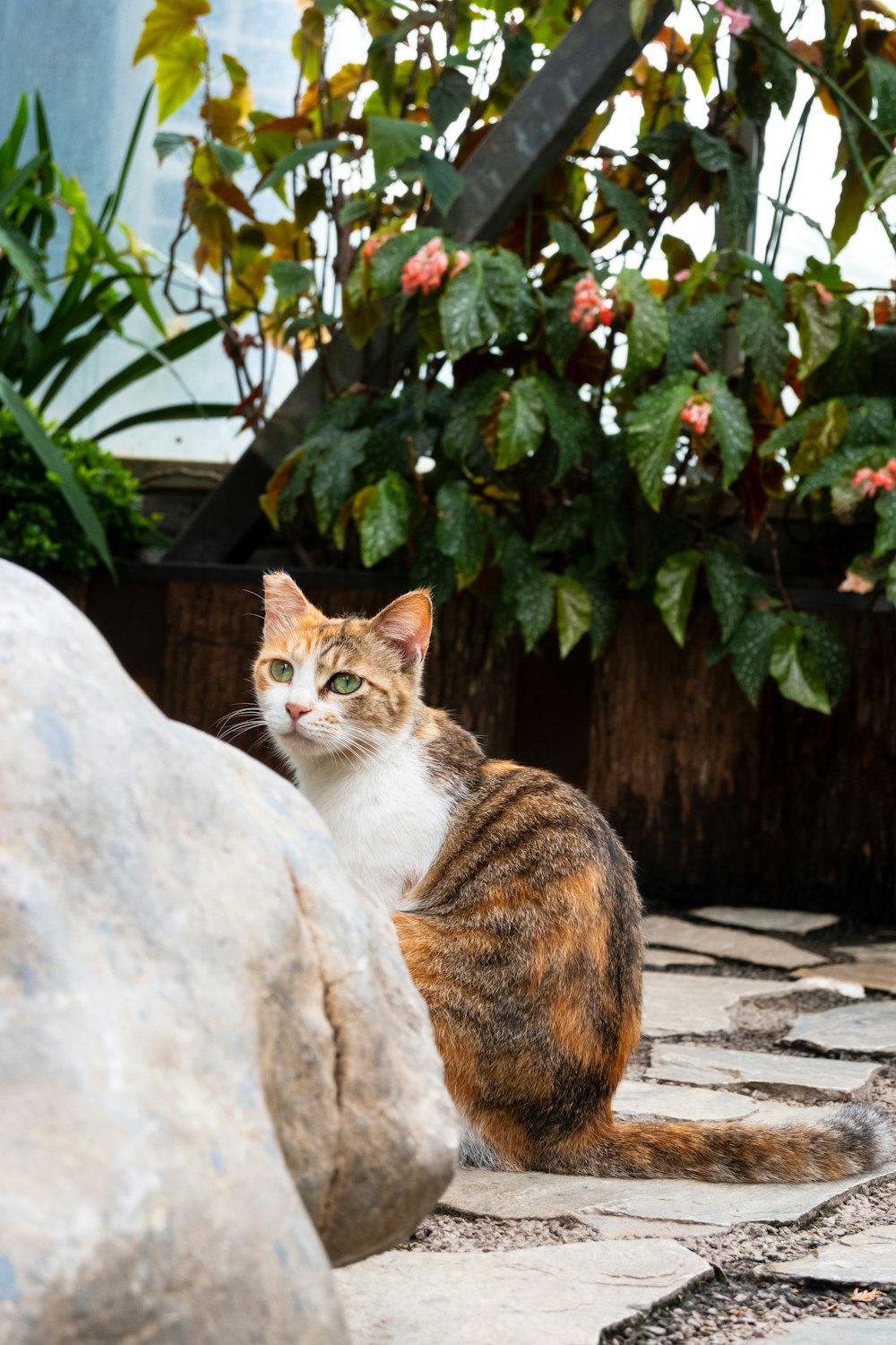 a cat sitting next to a large rock
