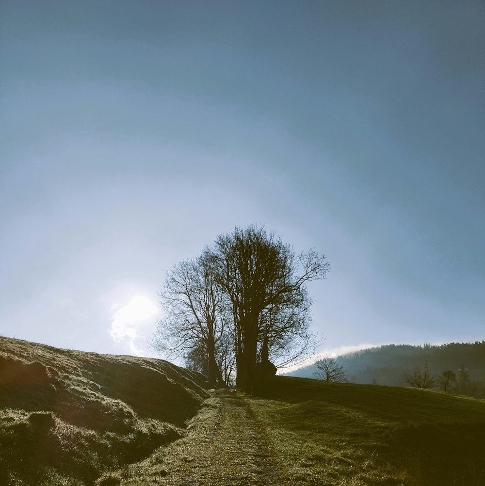 a lone tree on a grassy hill under a blue sky