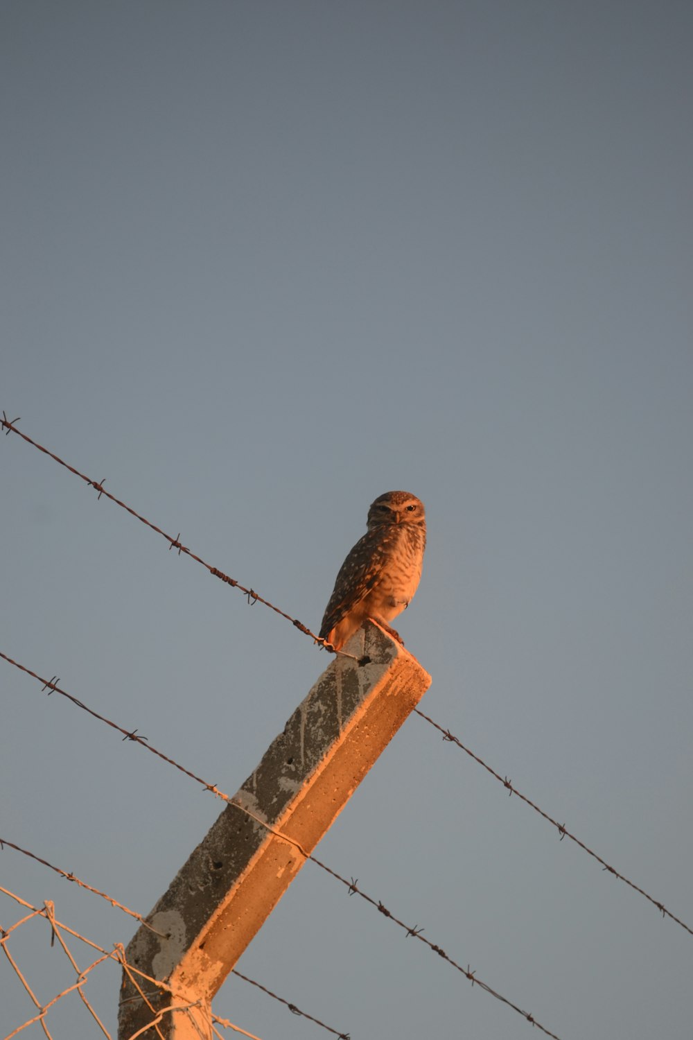 a bird sitting on top of a barbed wire fence