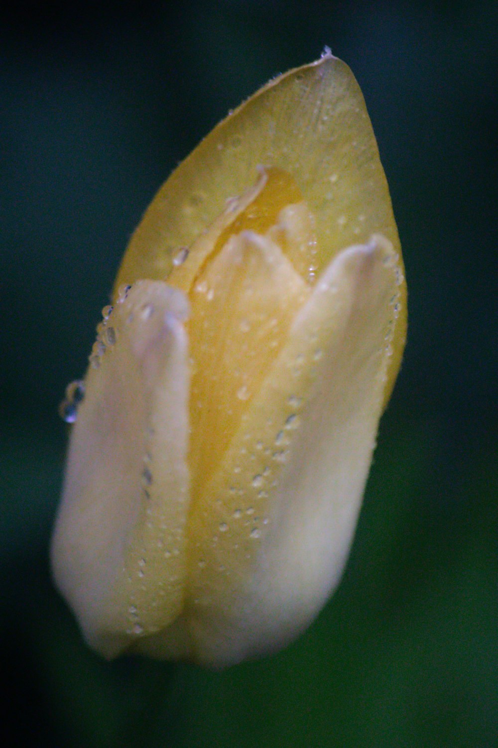 a yellow flower with water droplets on it