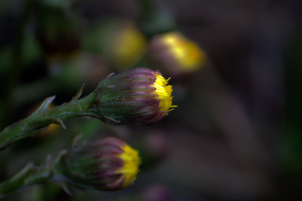 a close up of a flower with a blurry background