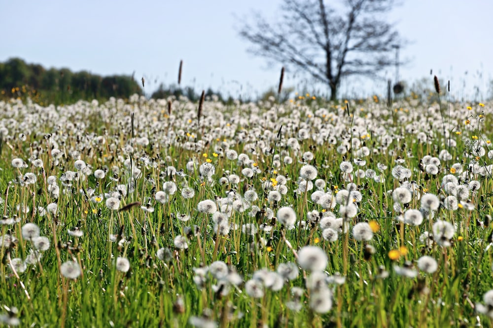 a field full of dandelions with a tree in the background