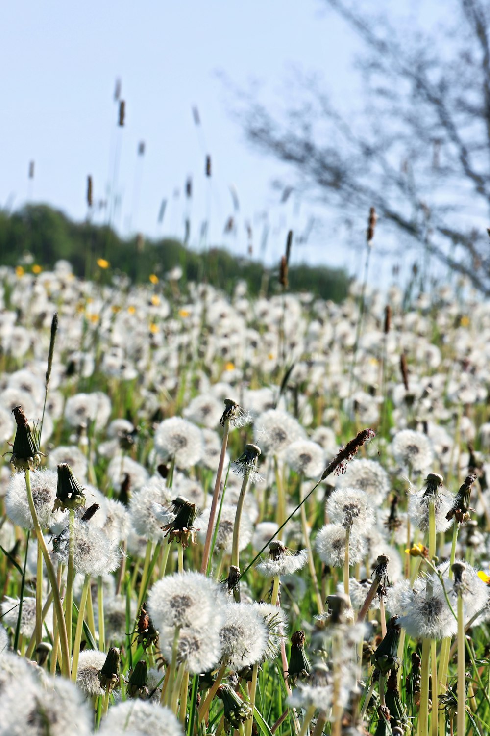 a field of dandelions with a blue sky in the background