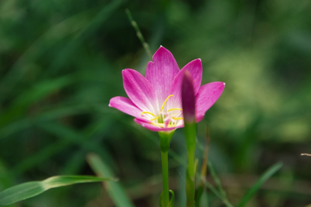 a single pink flower in the middle of a field
