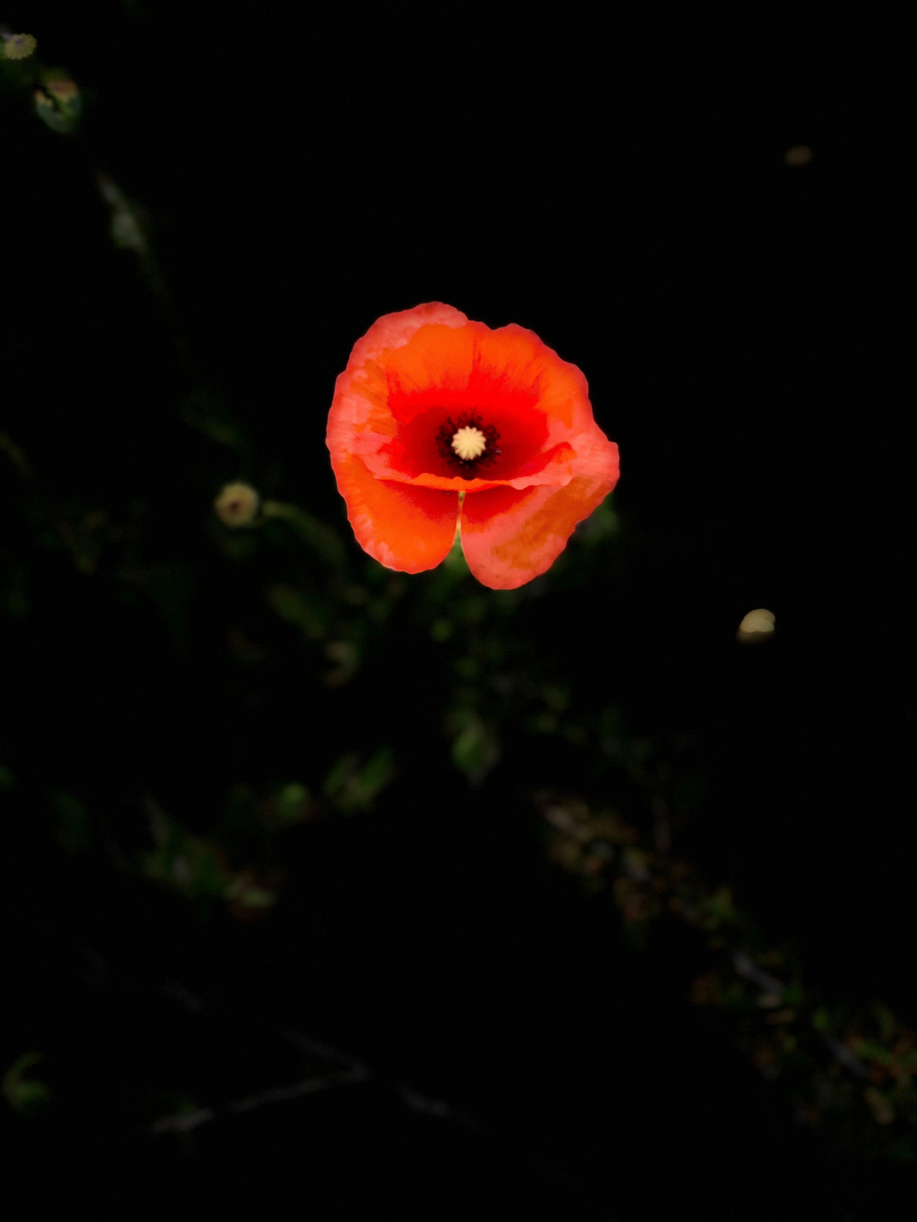 赤いハイビスカスが咲くクローズアップ写真の写真 – Unsplashの花の