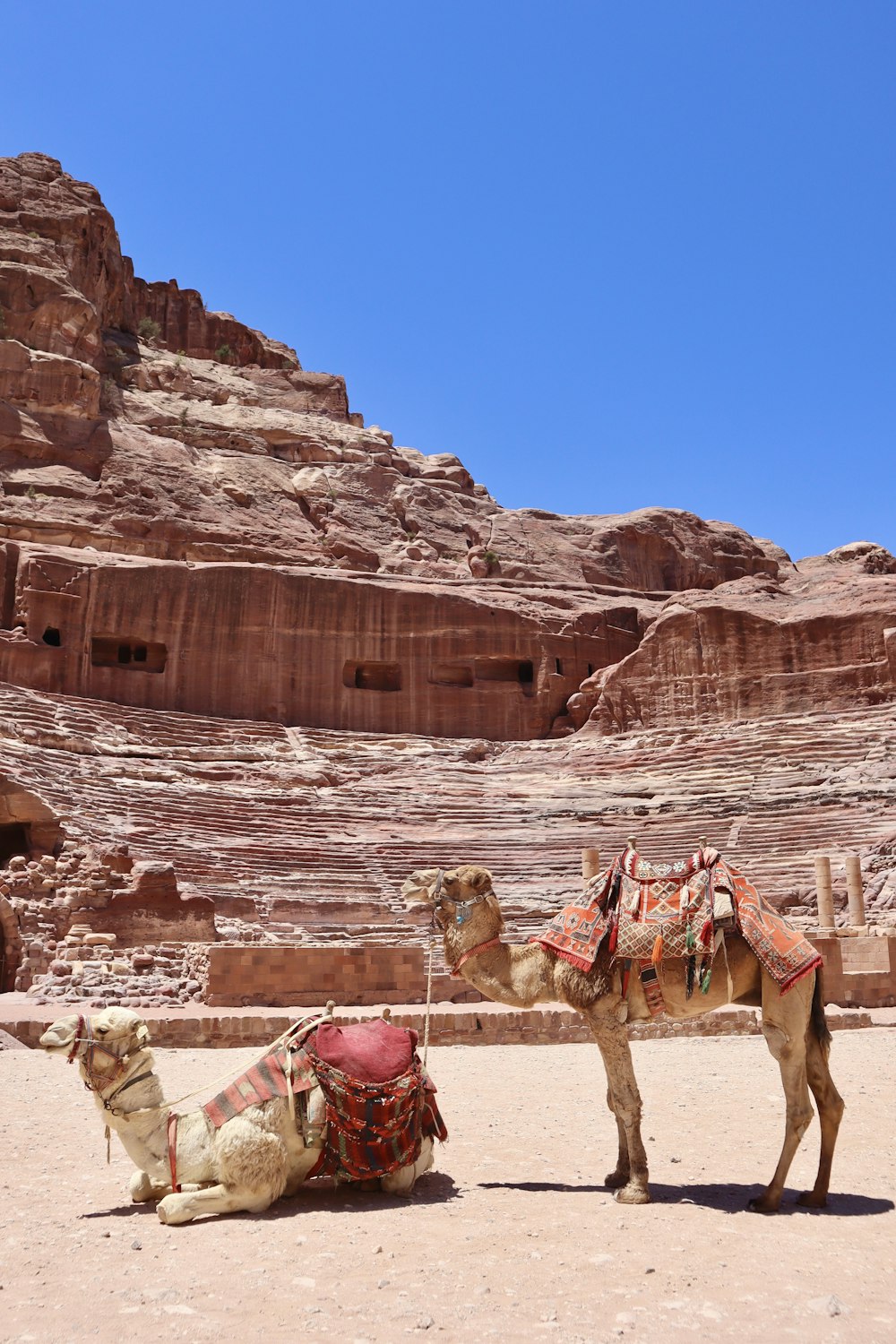 a couple of camels that are standing in the dirt