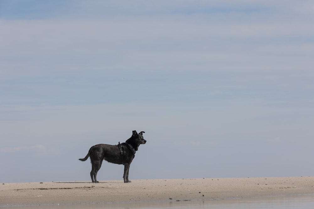 a dog standing on a beach next to the ocean
