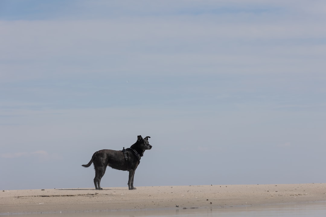 Ruby is an eleven year old mixed breed rescue dog that was brought to Sweden from Ireland in 2014. According to a DNA-test she is dominantly Labrador, terrier, American Staffordshire and English Springer spaniel.