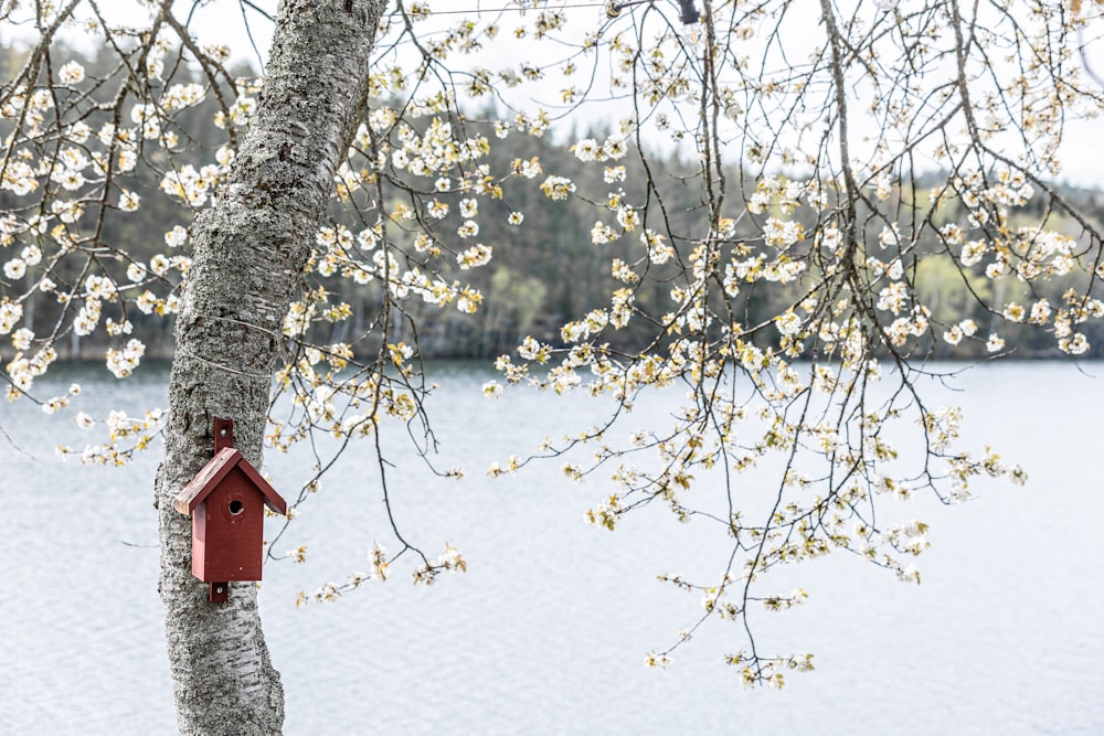 a birdhouse hanging from a tree next to a body of water