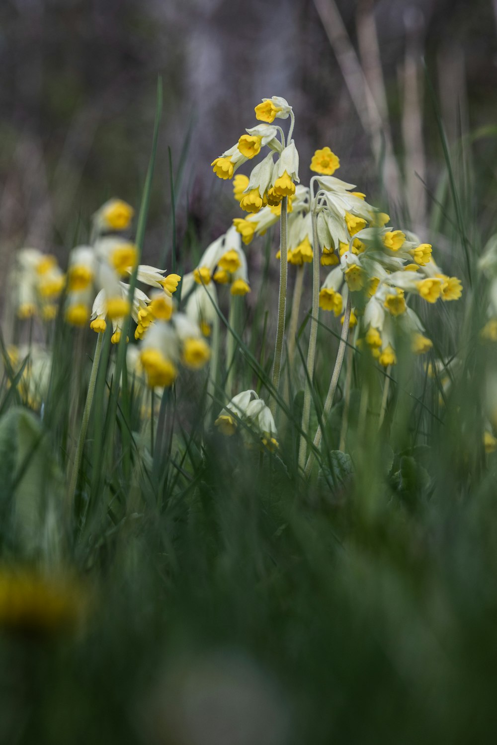 a bunch of flowers that are in the grass