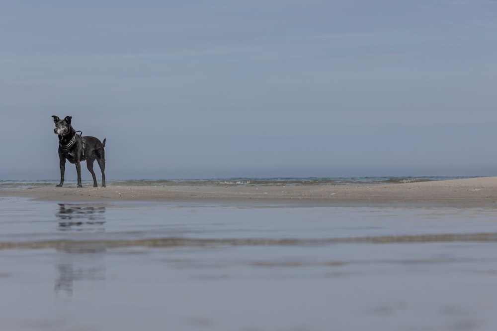 모래 해변 위에 서있는 두 마리의 개