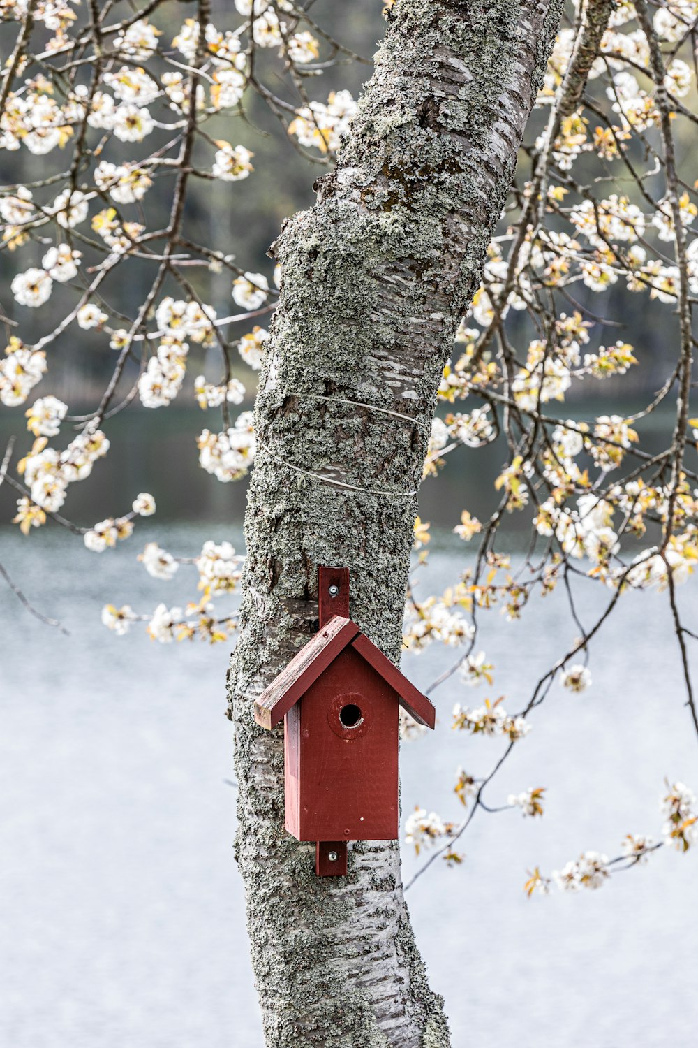 a birdhouse hanging from a tree next to a body of water