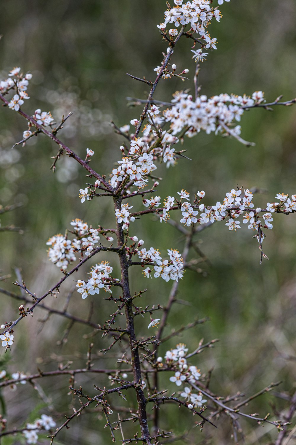 a branch with white flowers in a field