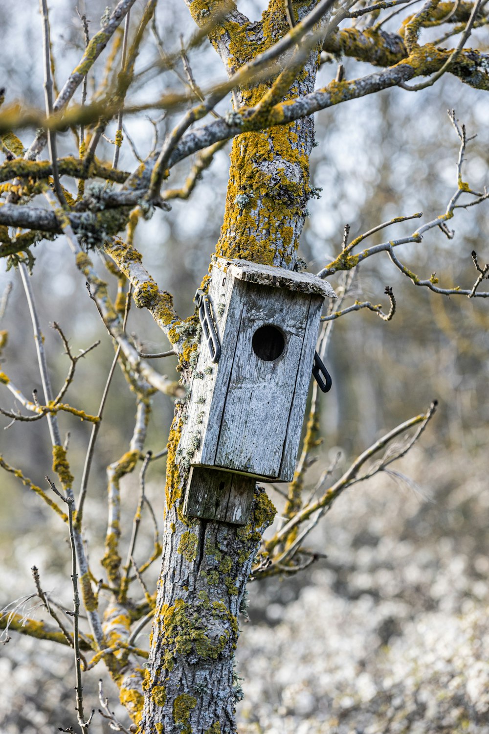 a birdhouse hanging from a tree in the woods