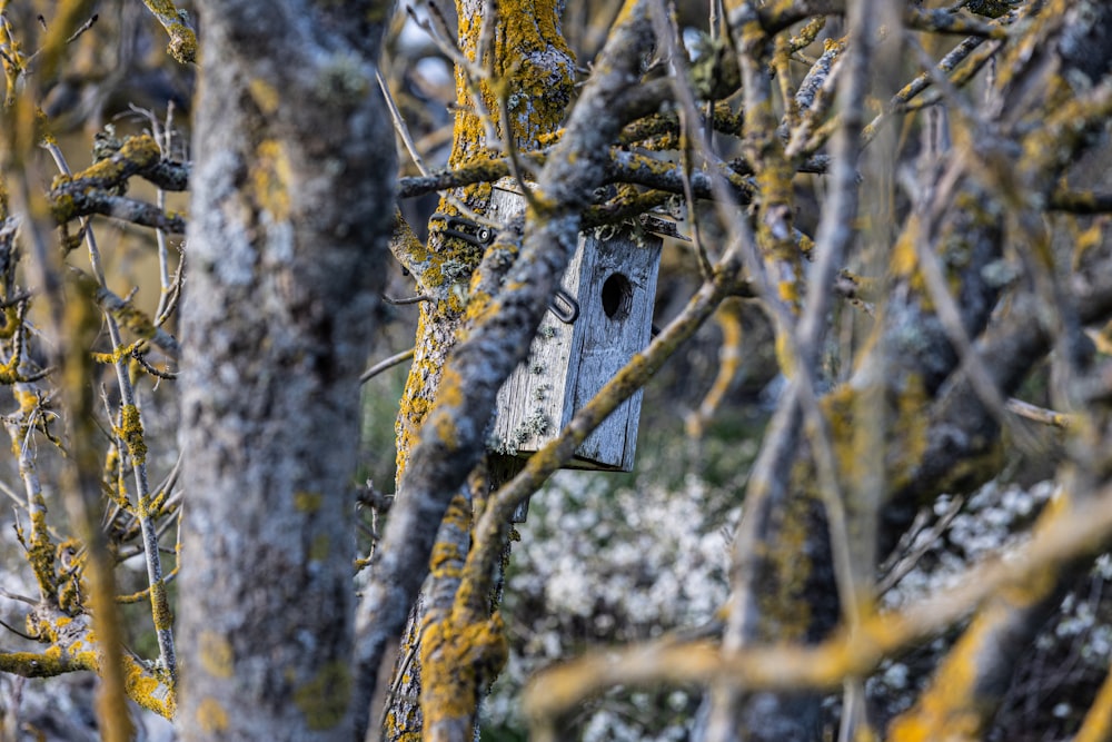 a birdhouse hanging from a tree in a forest