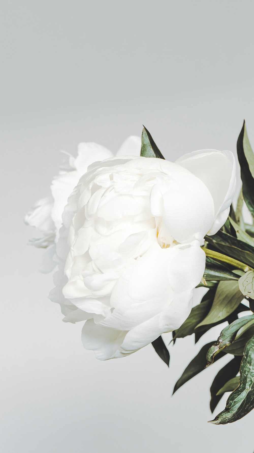 a white flower with green leaves in a vase