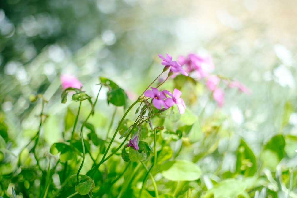 a bunch of flowers that are in the grass