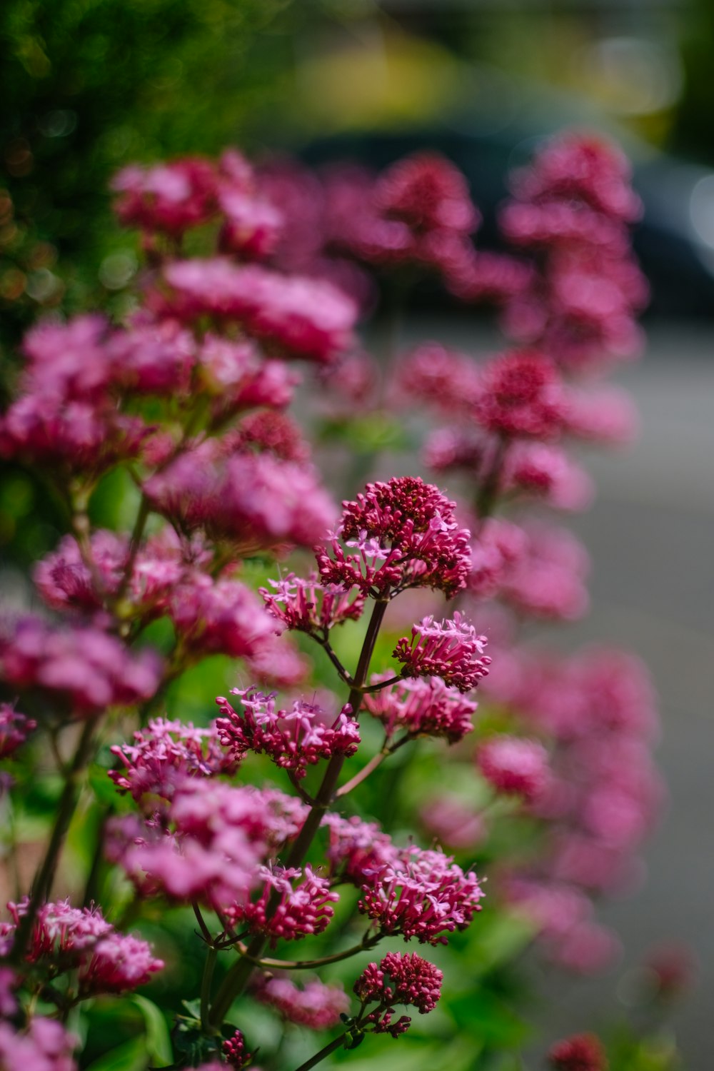 pink flowers line the side of a road