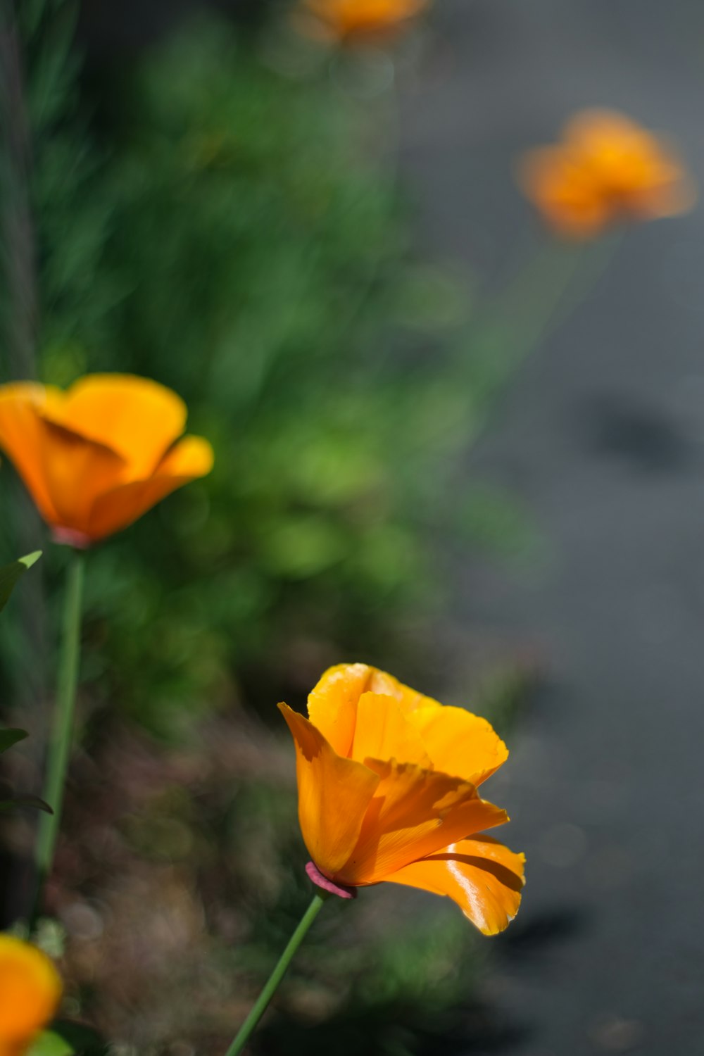 a group of orange flowers sitting on the side of a road