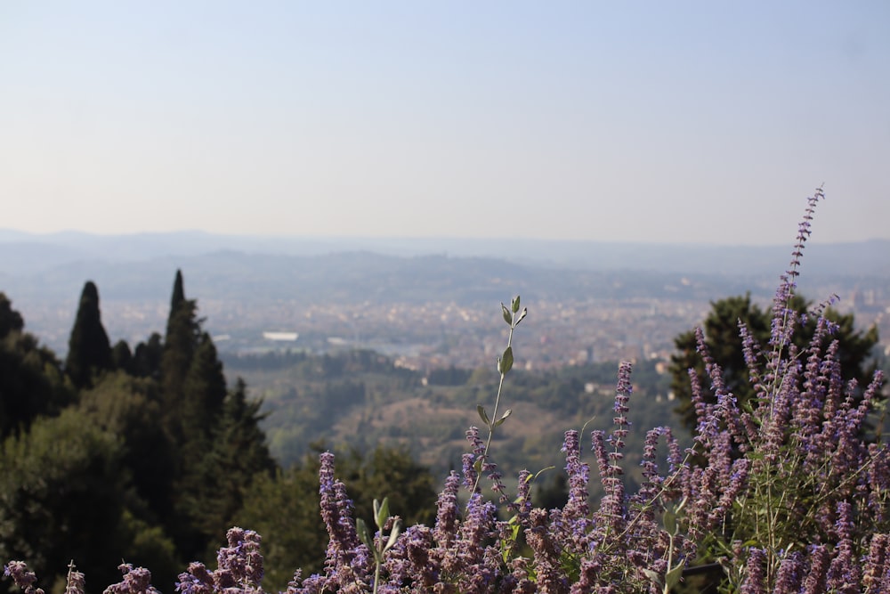 a field of purple flowers with a view of a city in the distance