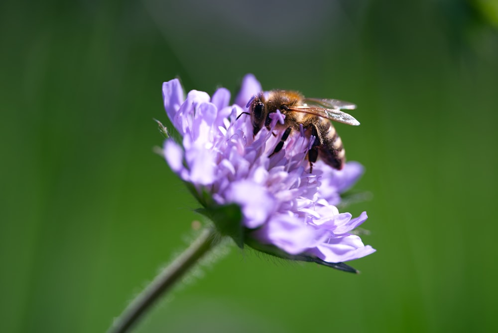 a bee is sitting on a purple flower