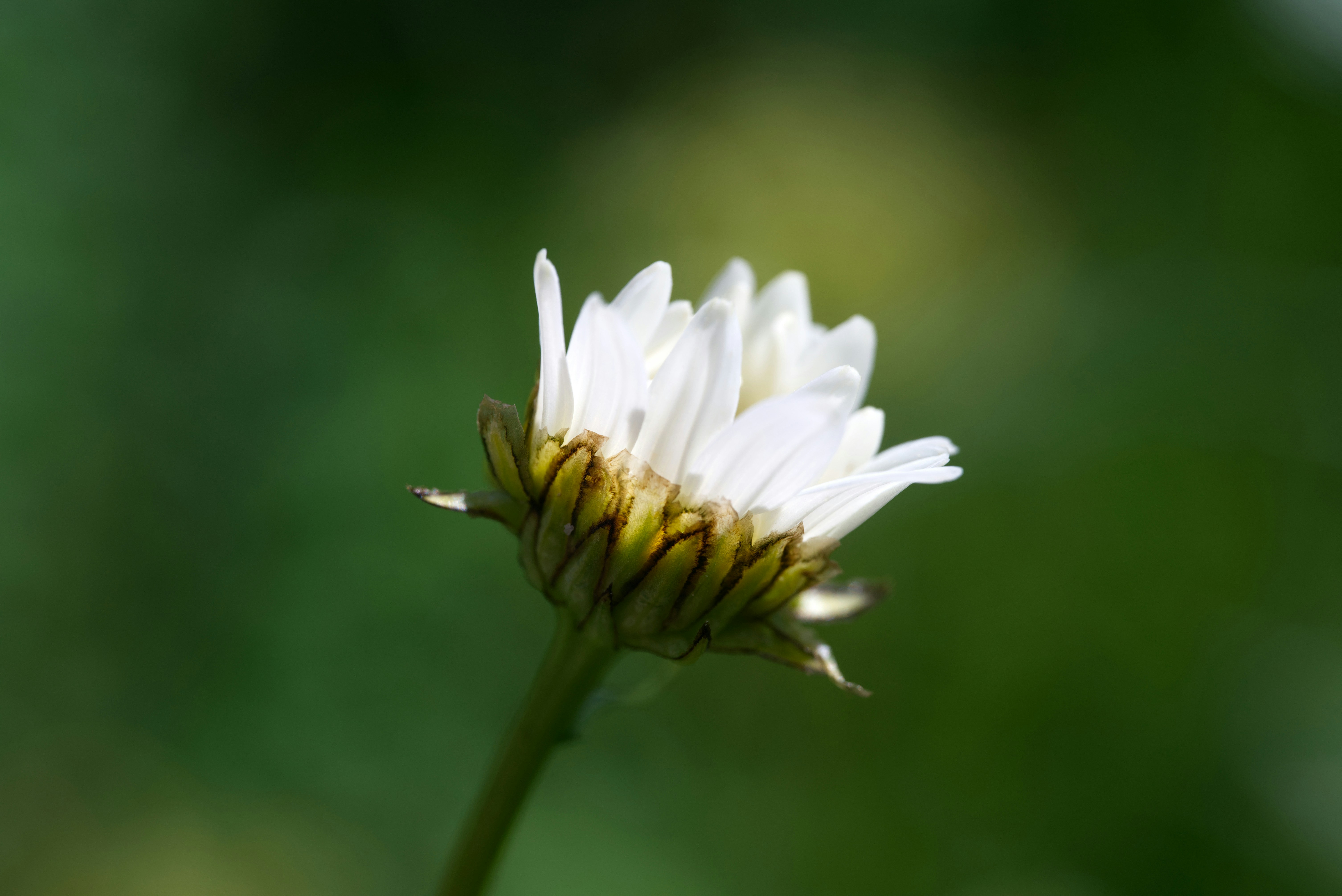 Photo by swimstaralex