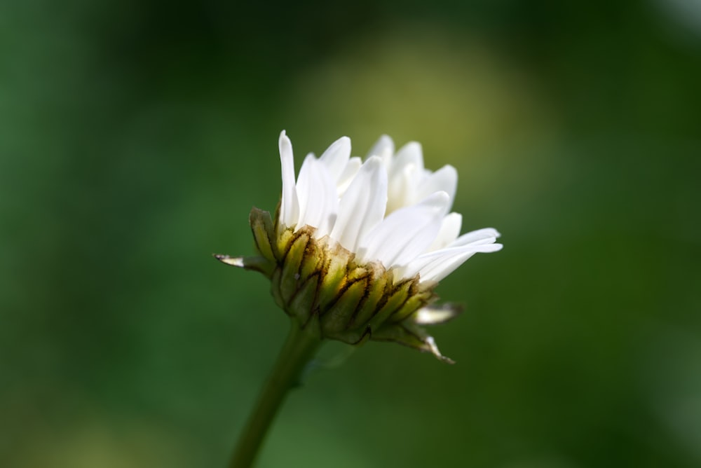 a close up of a white flower with a blurry background