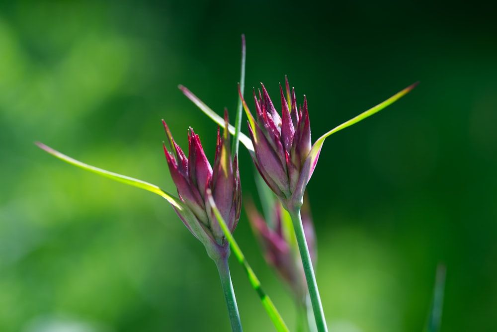 a close up of a flower with a blurry background