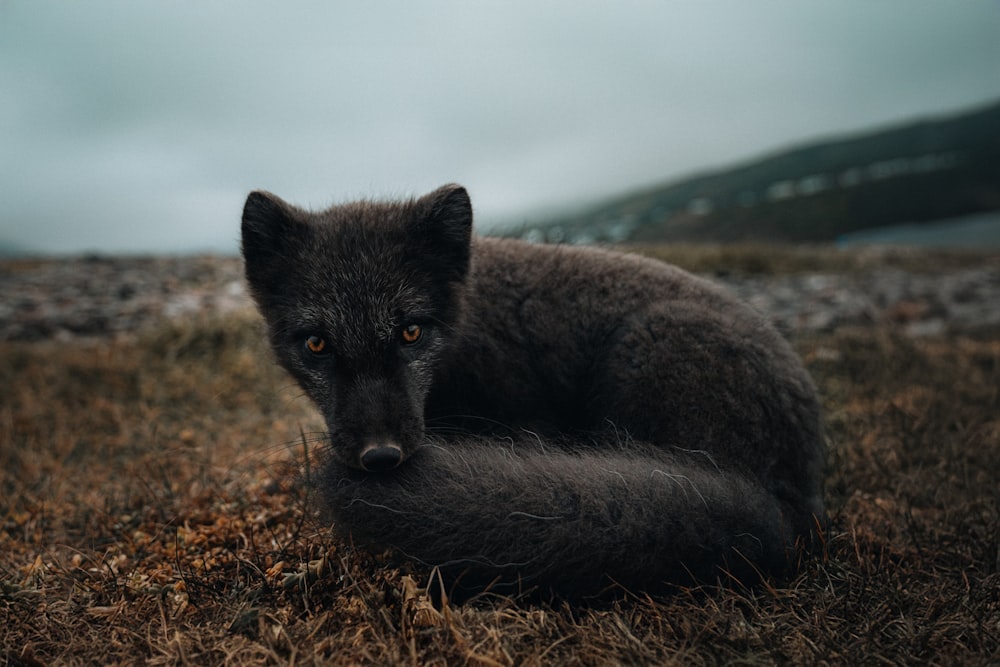 a black wolf laying on top of a dry grass field