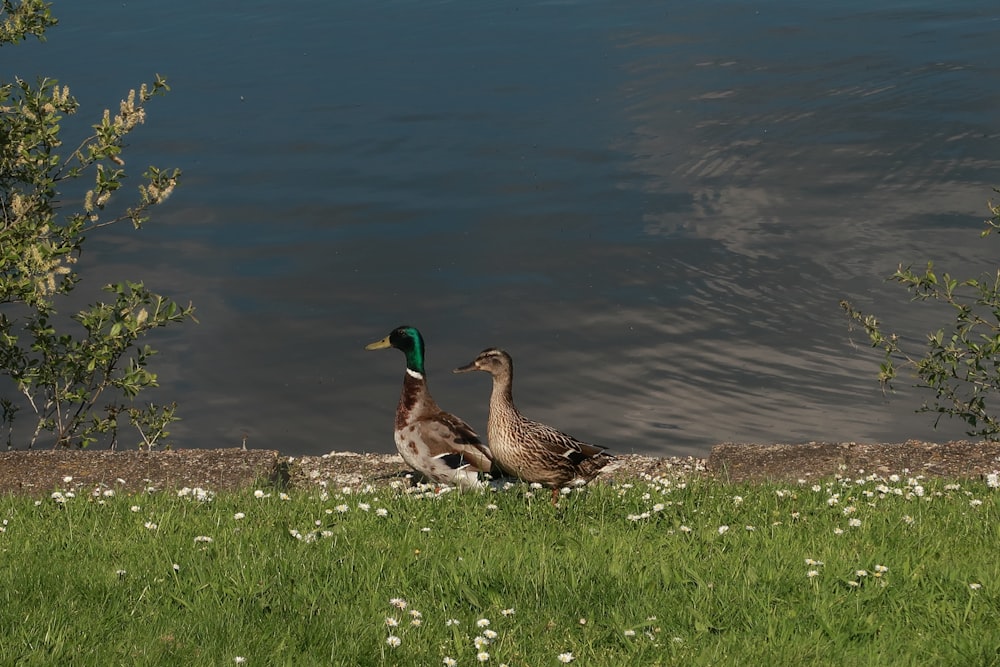 a couple of ducks standing on top of a lush green field