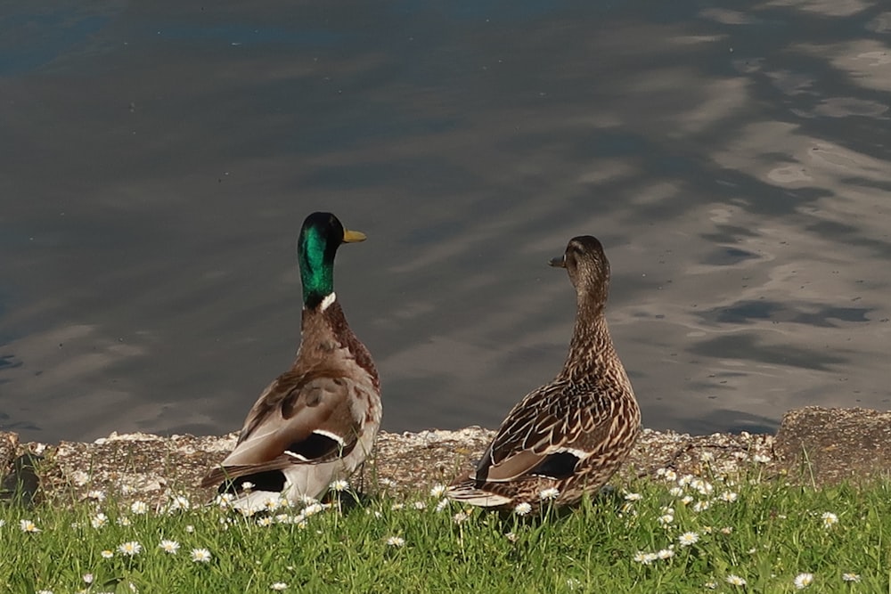 a couple of ducks standing on top of a grass covered field