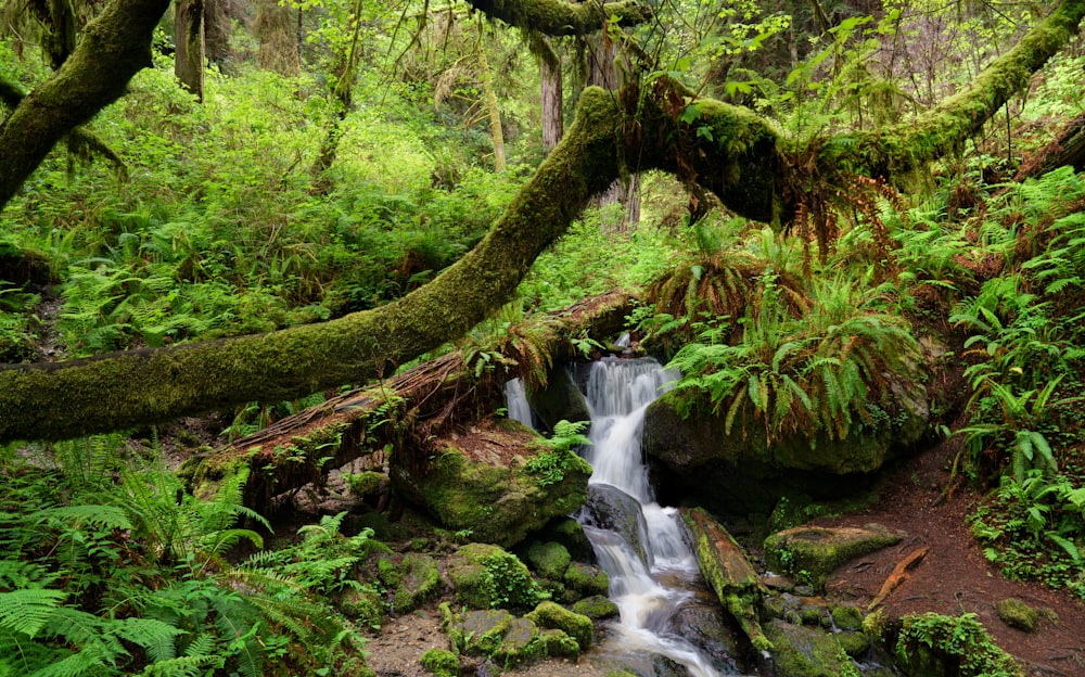 a small waterfall running through a lush green forest