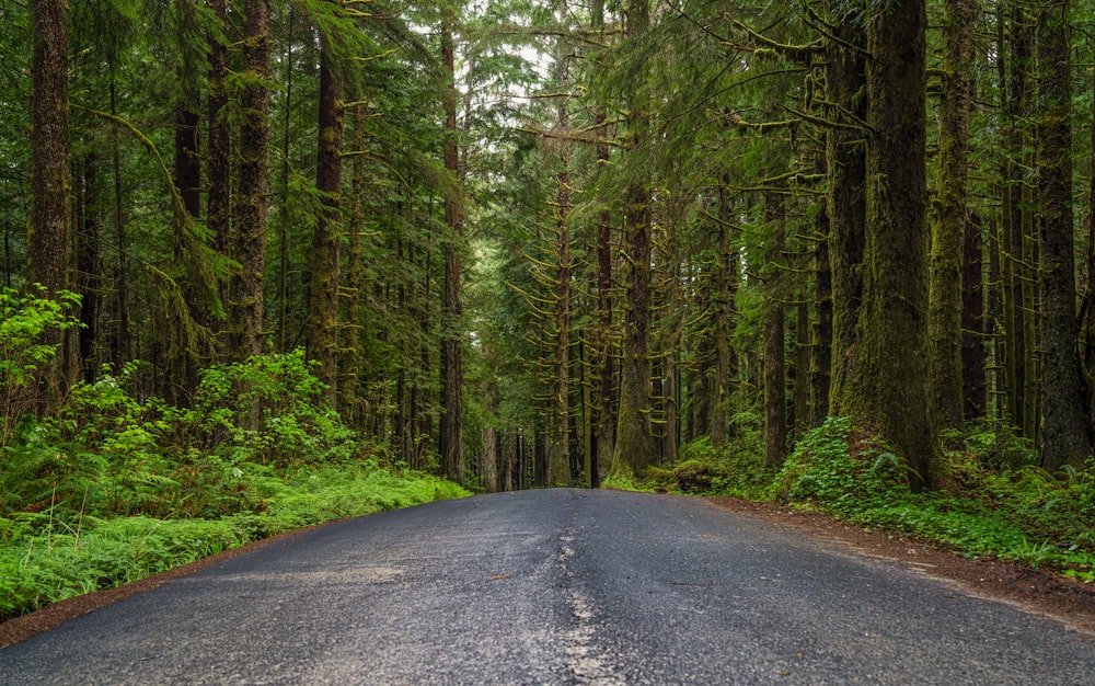 a road in the middle of a forest with lots of trees