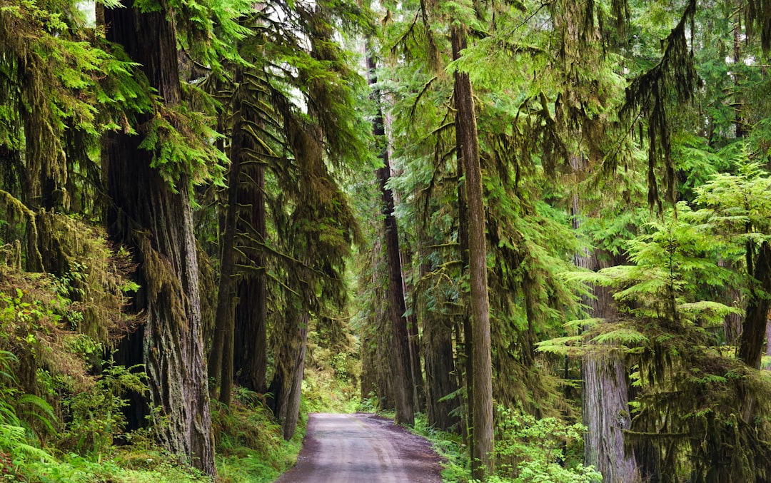 The clearest way into the Universe is through a forest wilderness.