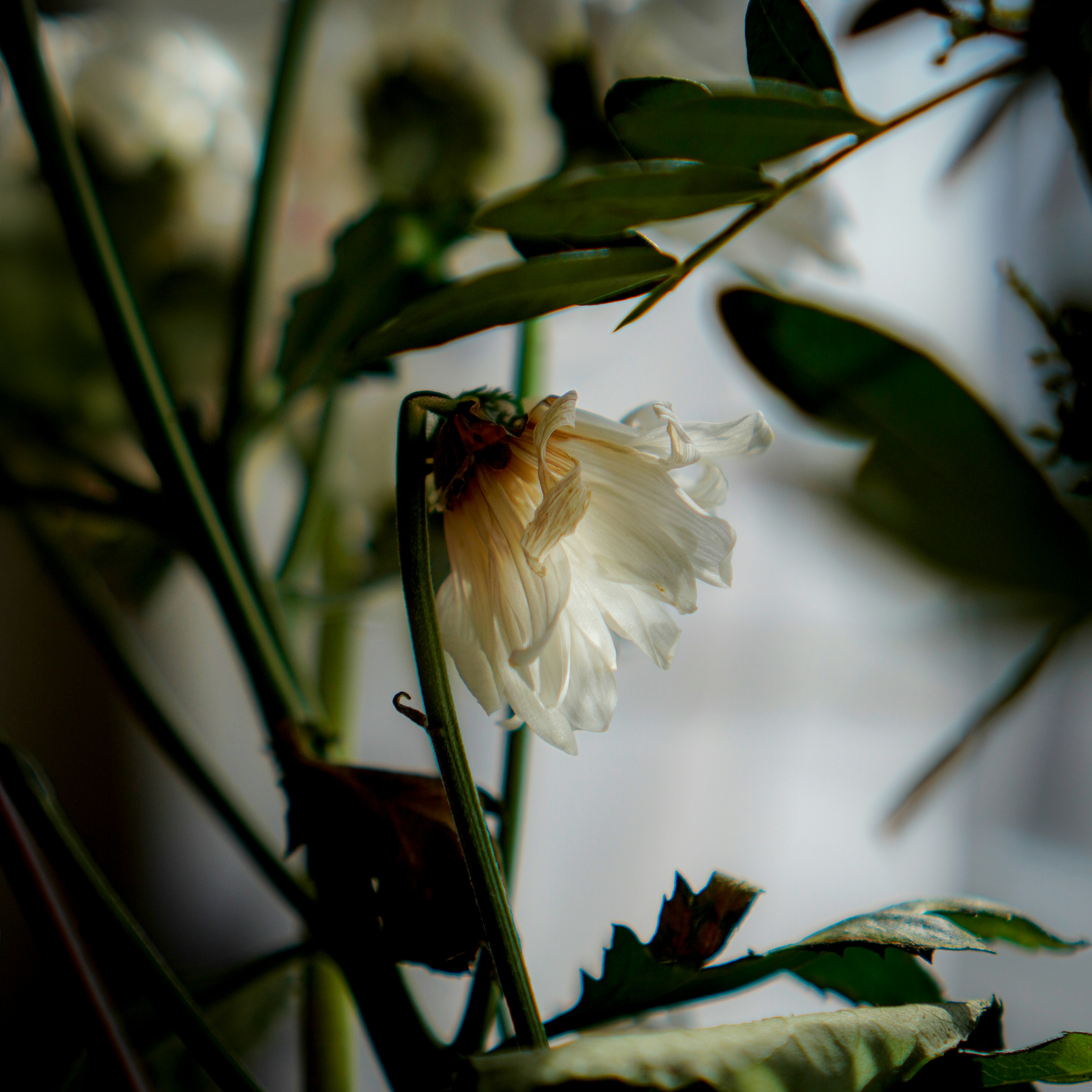 a close up of a white flower with green leaves