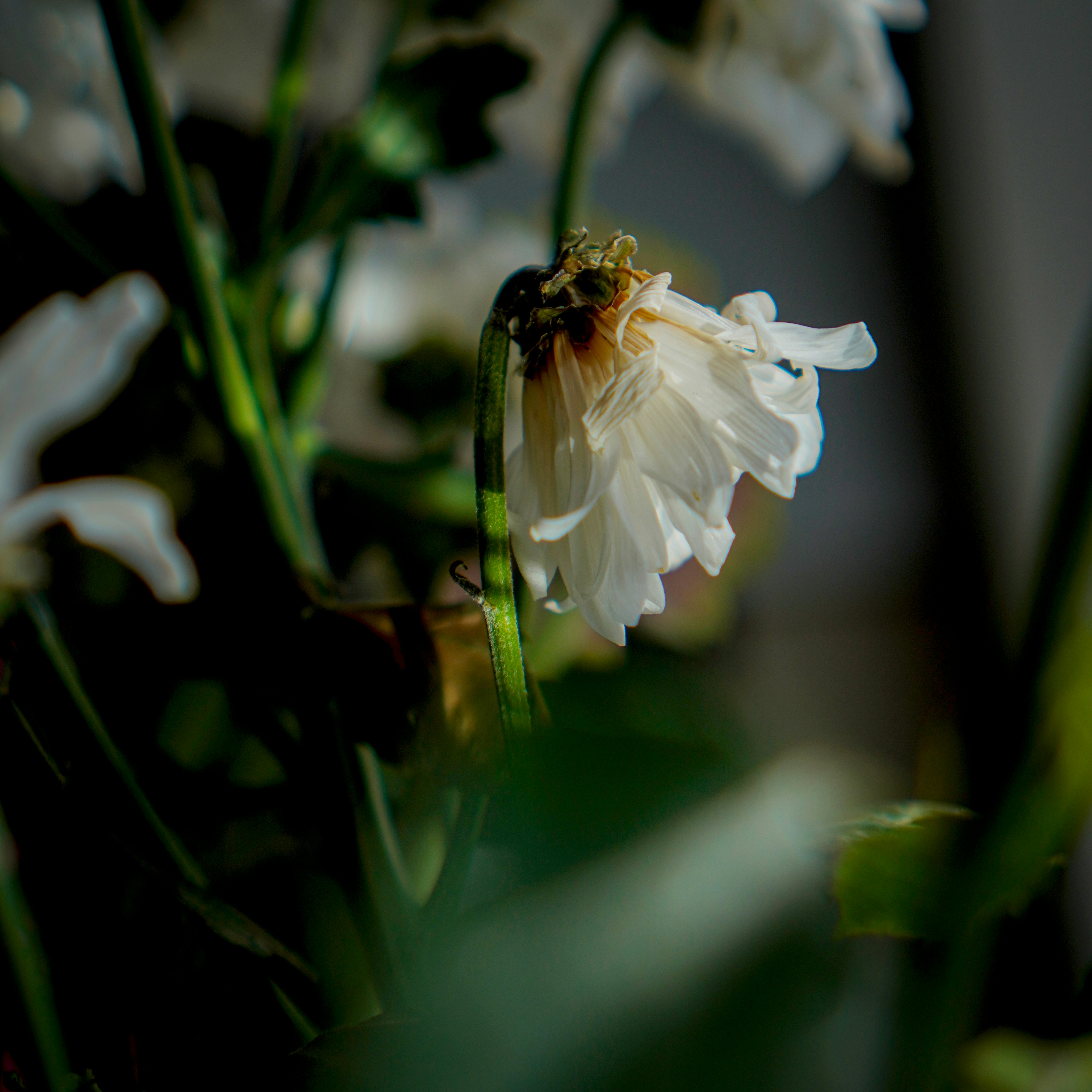 una abeja está sentada sobre una flor blanca
