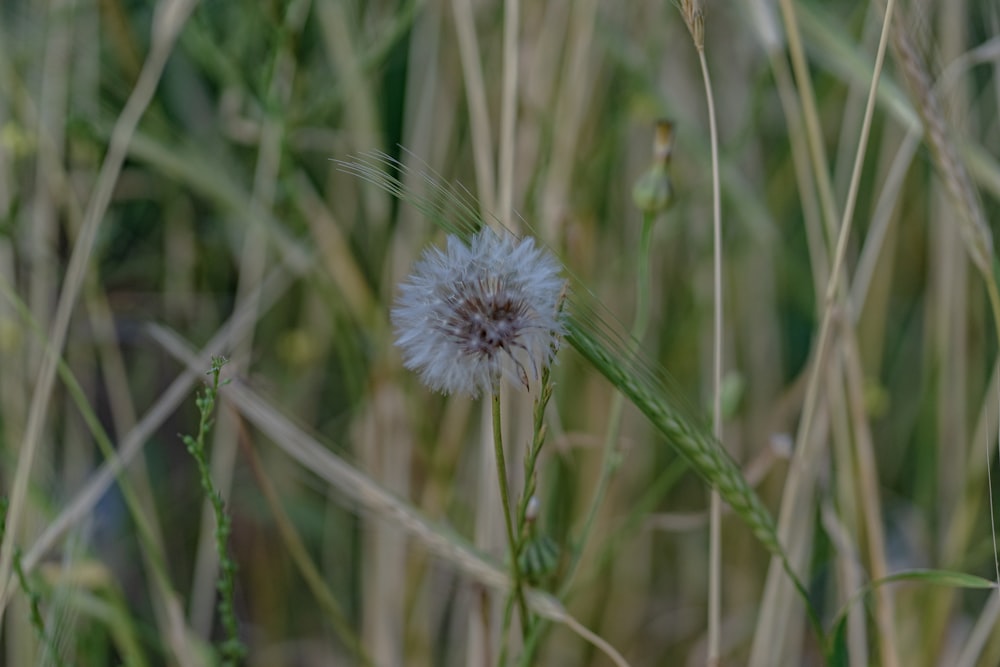 a dandelion in a field of tall grass