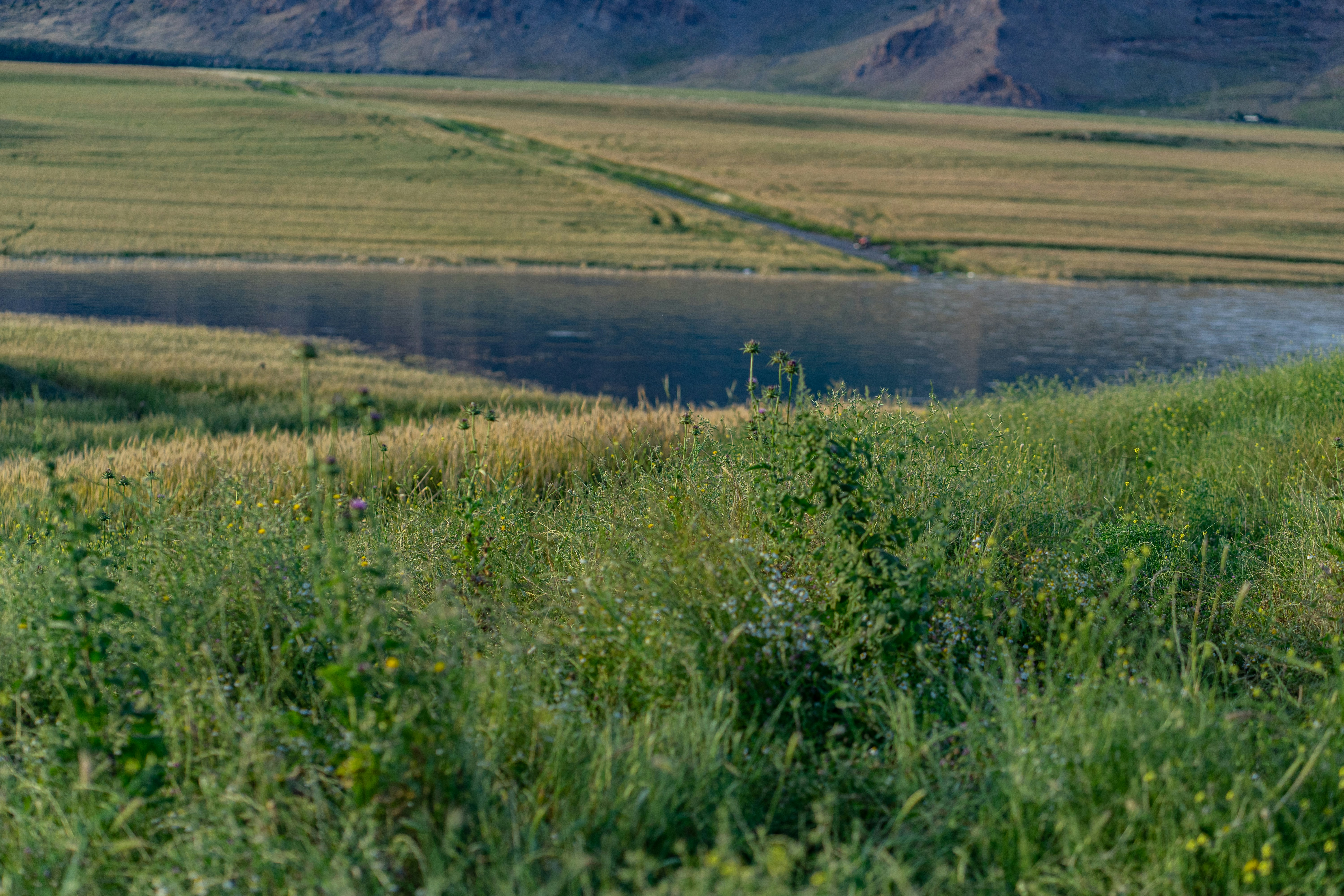 a sheep standing in a field next to a lake