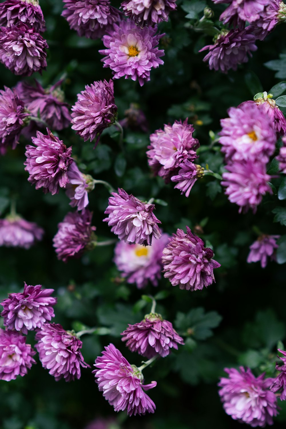 a bunch of purple flowers with green leaves