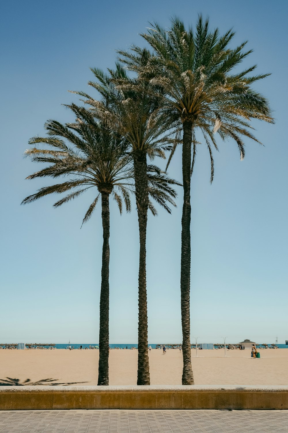 a couple of palm trees sitting on top of a sandy beach