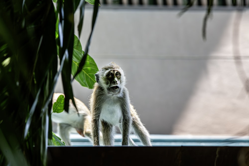 a small monkey standing on top of a window sill