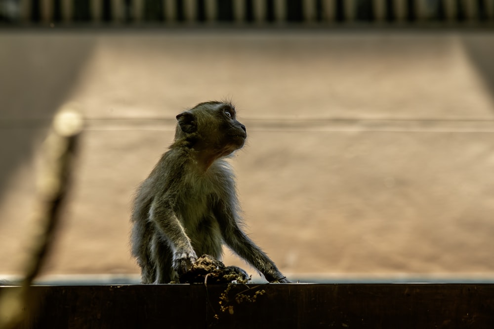 a small monkey is sitting on a ledge