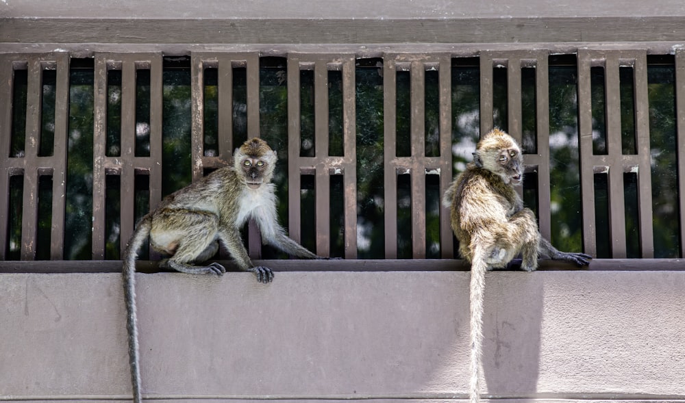 a couple of monkeys sitting on top of a cement wall