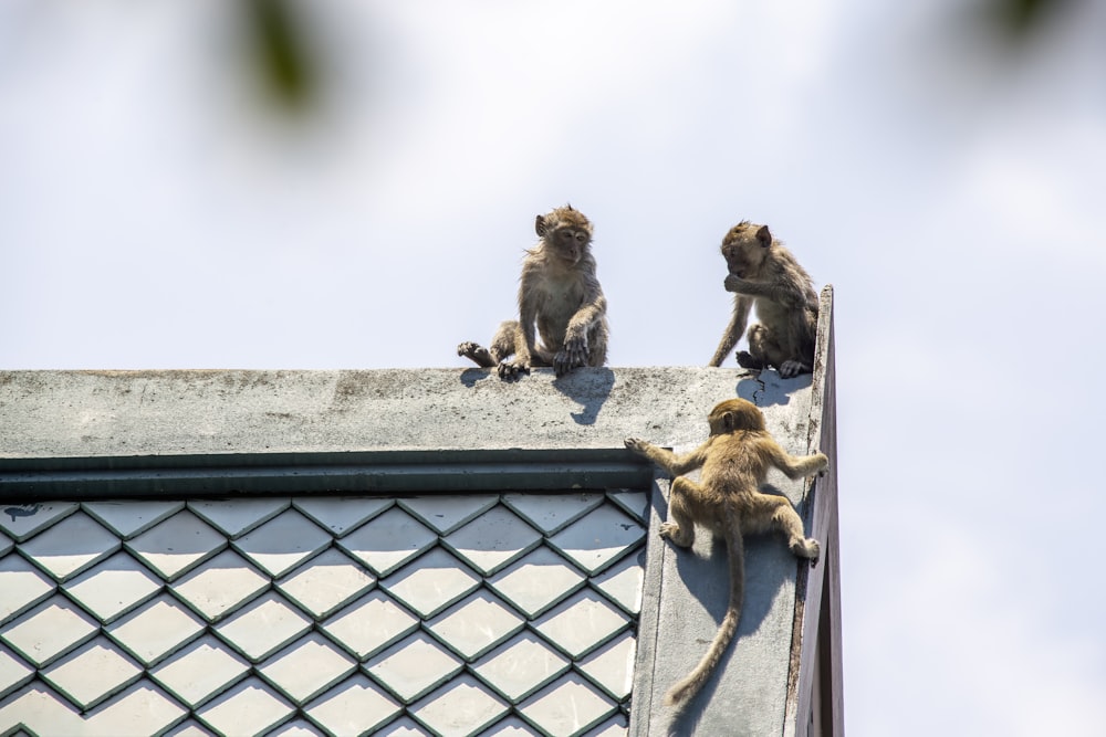 three monkeys sitting on the roof of a building