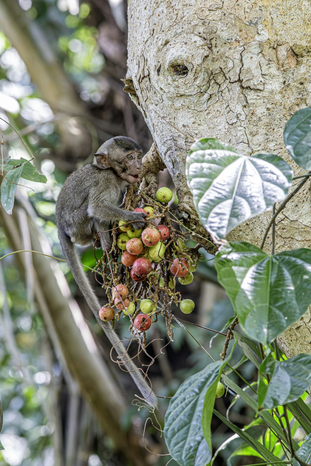 a small monkey is eating fruit from a tree