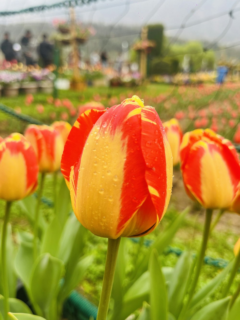 a red and yellow tulip in a field of flowers