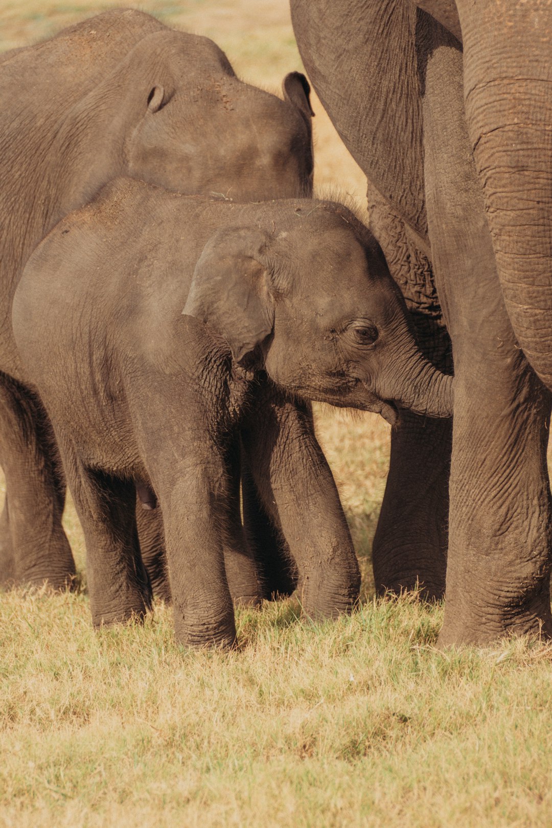 Baby elephant with mother in Minnerita National Park, Sri Lanka