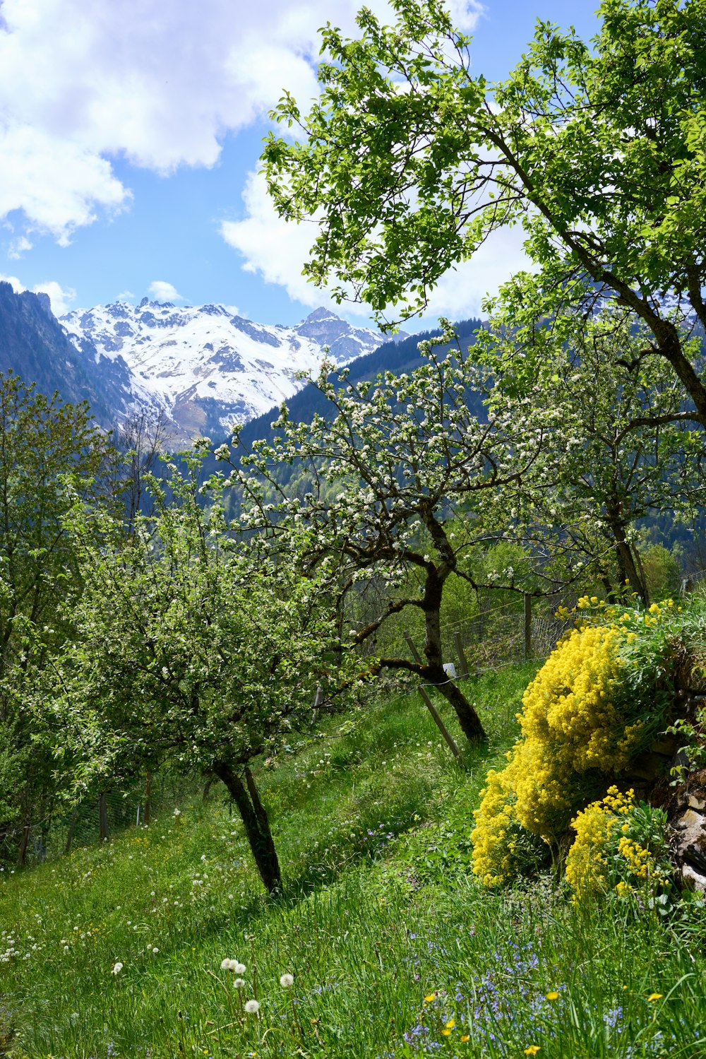 a grassy field with trees and mountains in the background