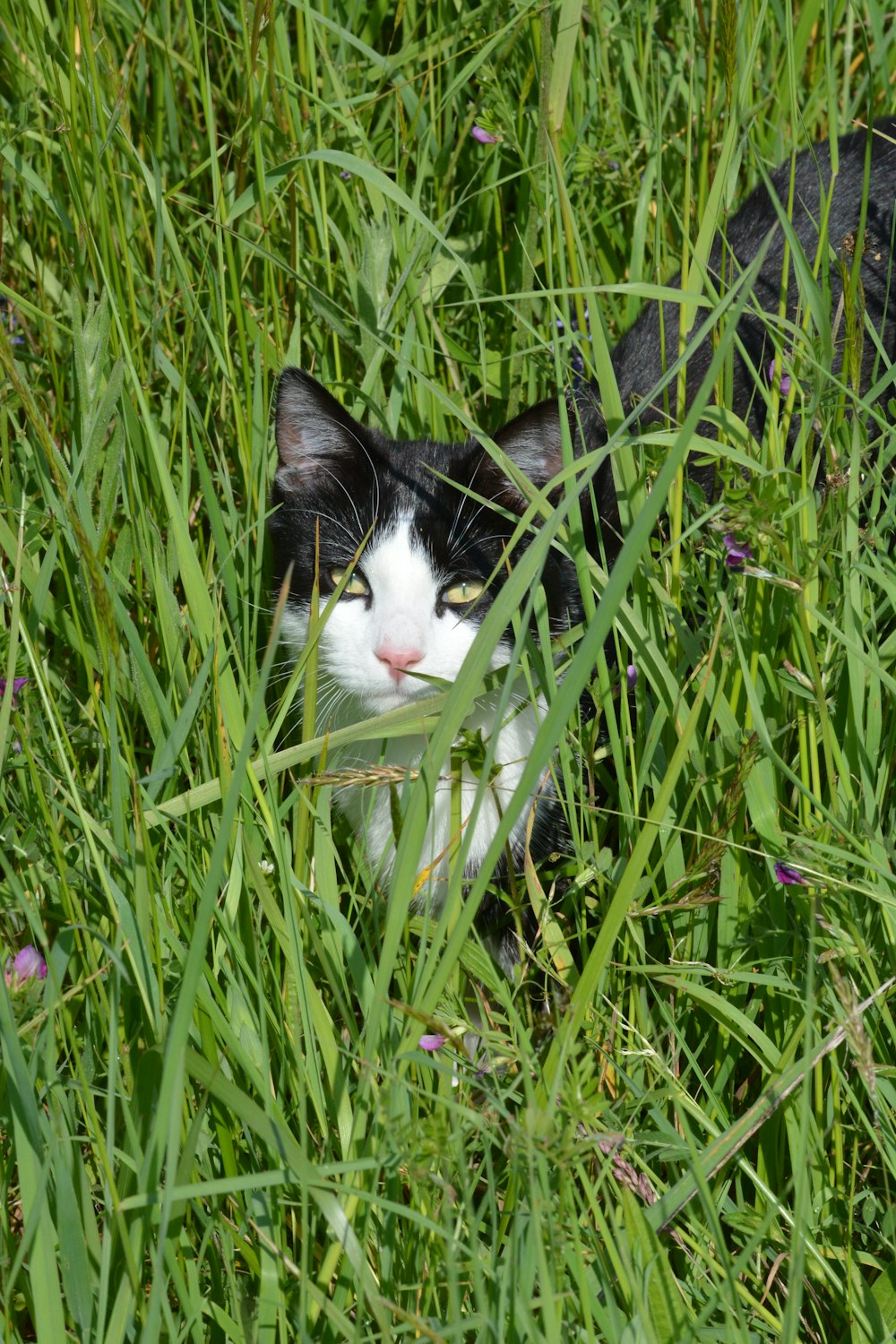 a black and white cat hiding in tall grass