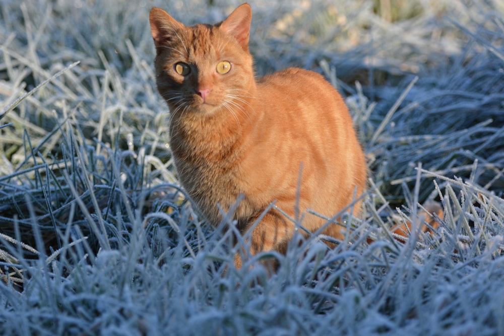 an orange cat sitting in the frosty grass